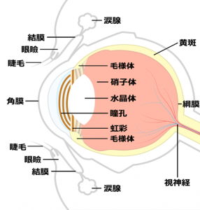 目の解剖図
