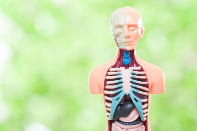 Anatomical physiology