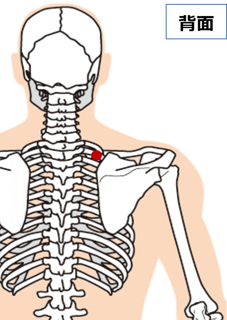肩甲骨のツボ 気になる 人体のツボに関して 新宿で評判の整体院